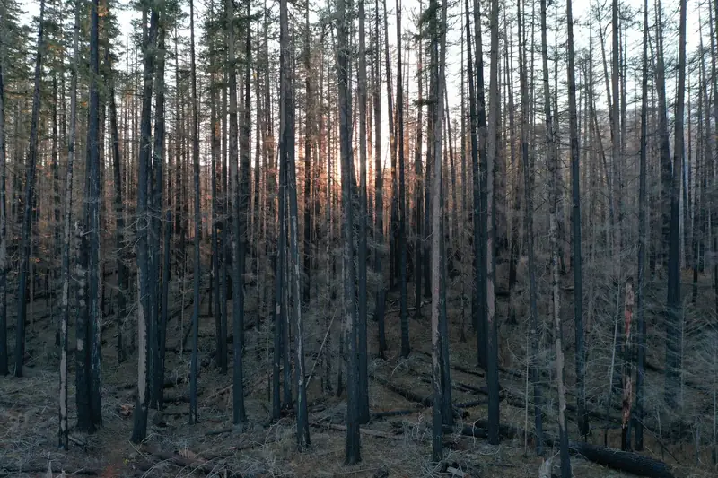 Sunlight glowing through standing trees in a burned Oregon forest
